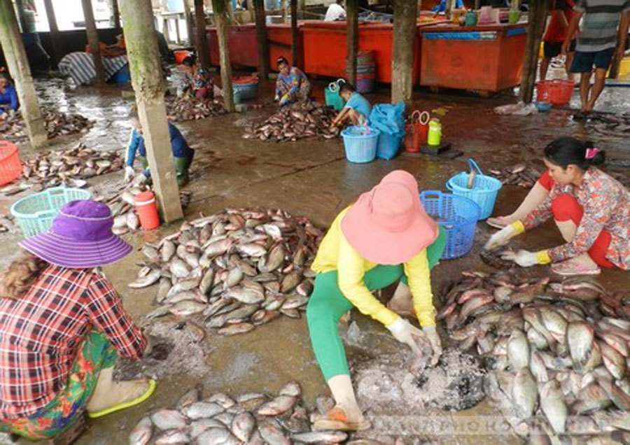 Tranh[-]nhau[-]mua[-]vảy[-]cá[-]với[-]giá[-]rất[-]cao